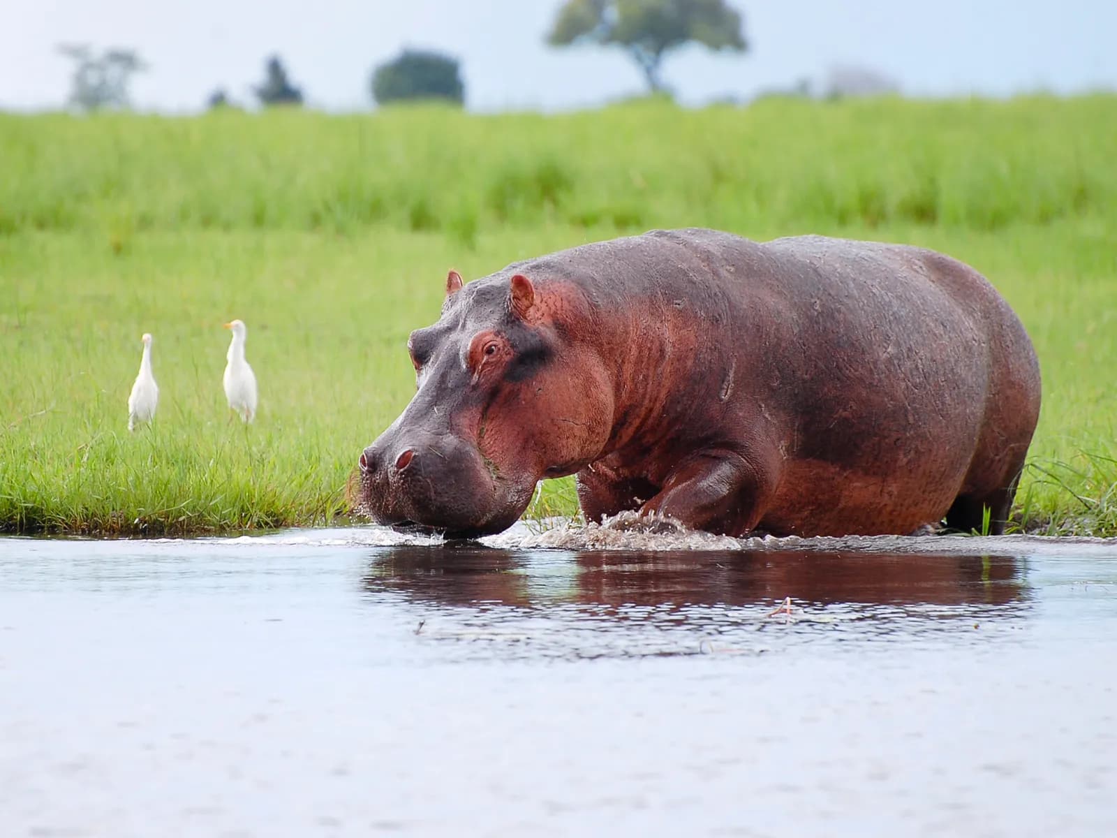 Chobe National Park