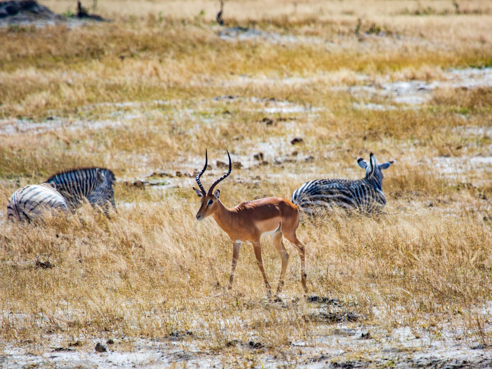 Hwange National Park