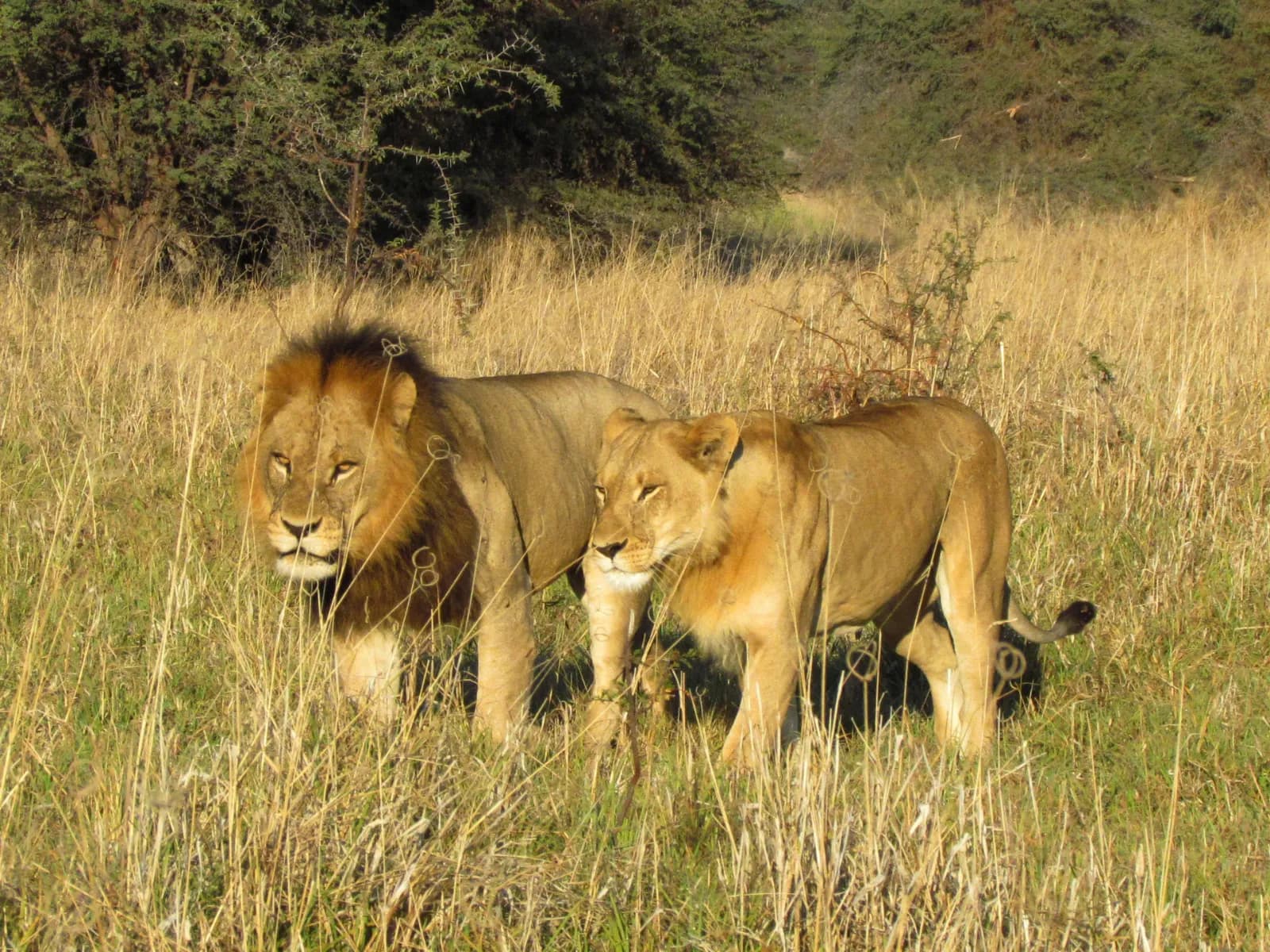 Victoria Falls Wildlife Safari gallery image 4
