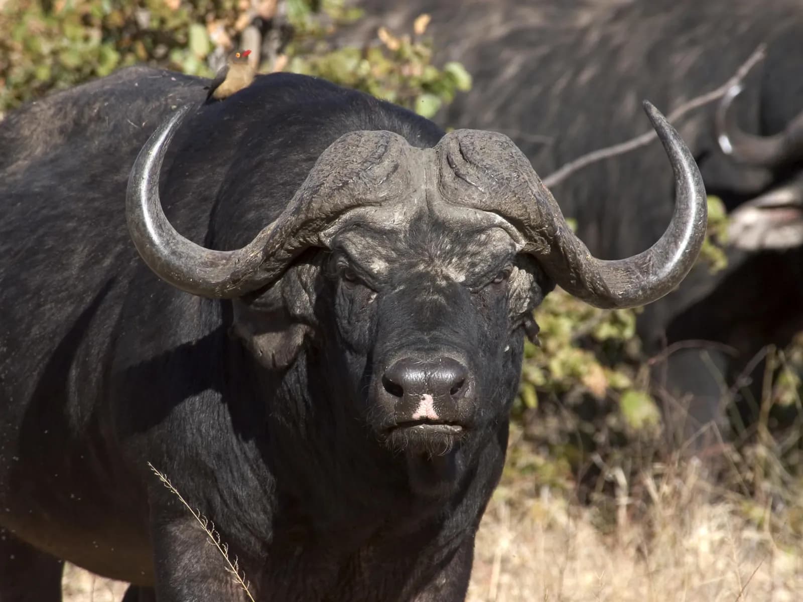 Victoria Falls Wildlife Safari gallery image 5