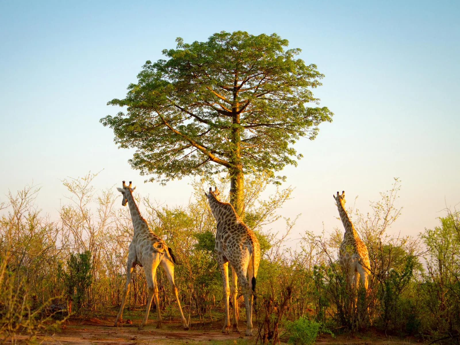 Victoria Falls Wildlife Safari gallery image 6