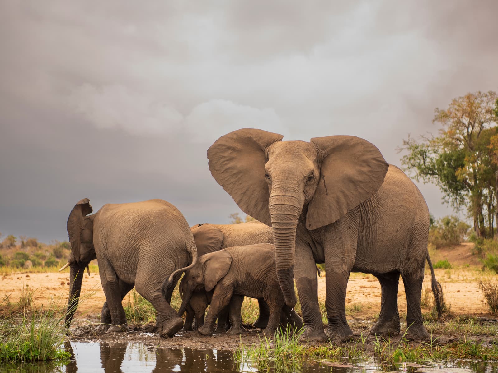 Cape Town, Kruger, Victoria Falls & Chobe Safari