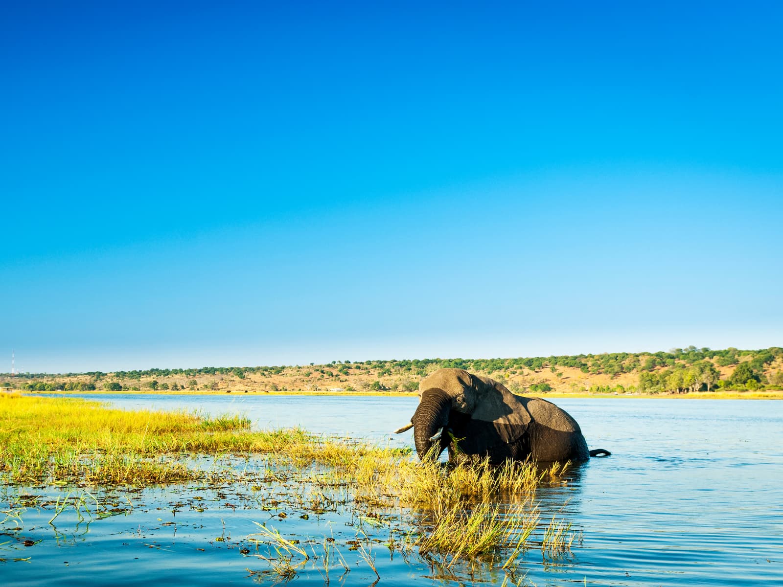 Chobe National Park Day Safari