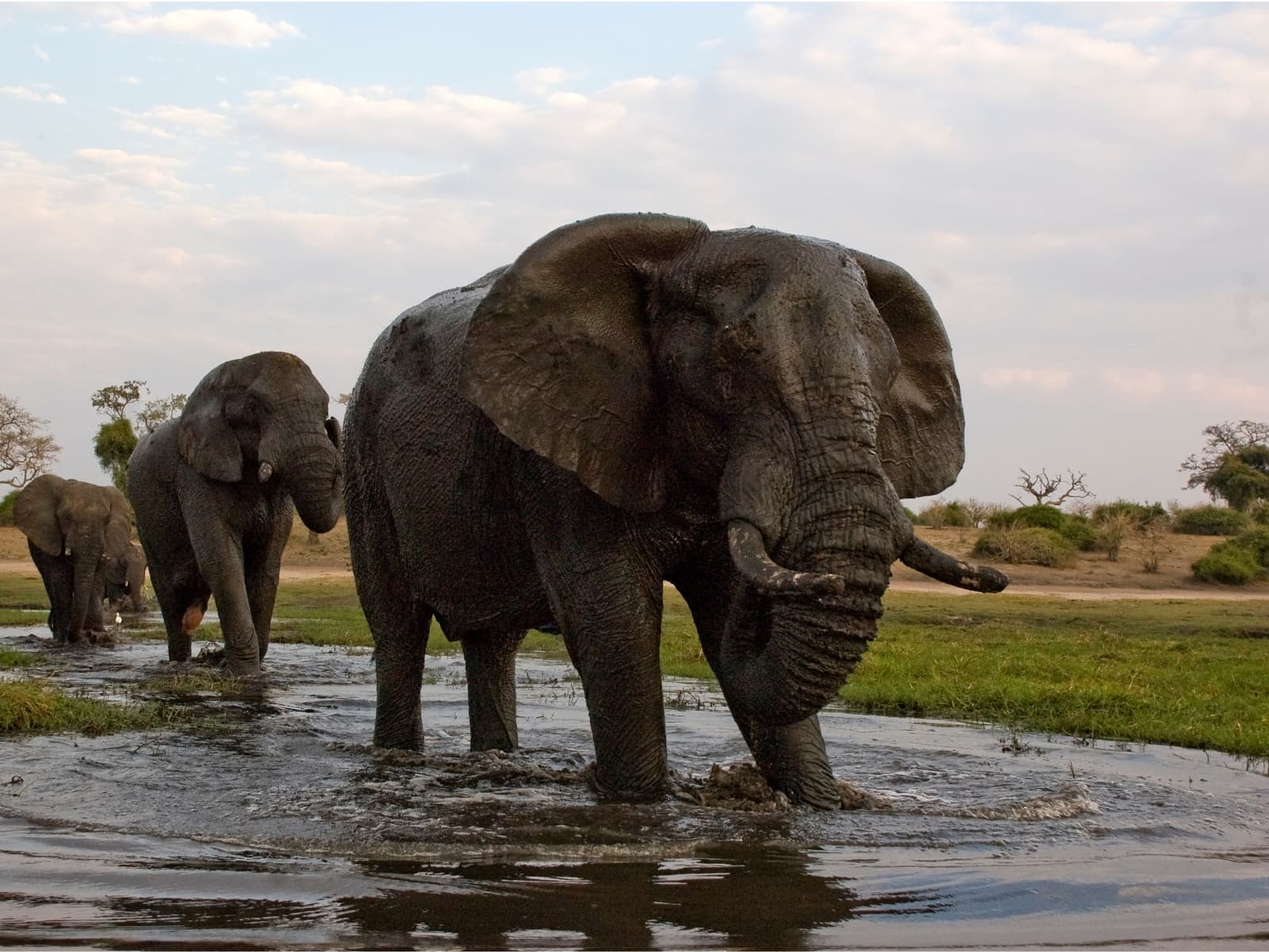 Chobe National Park Day Safari gallery image 1