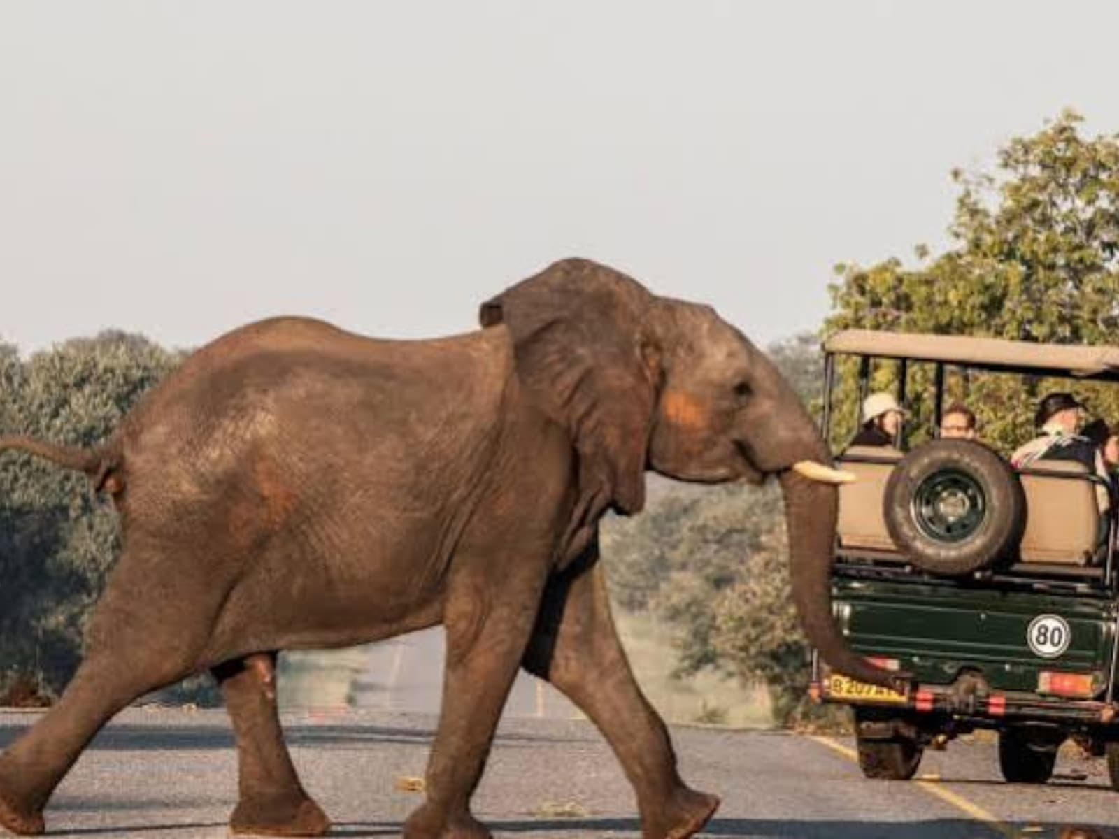 Chobe National Park Day Safari gallery image 3