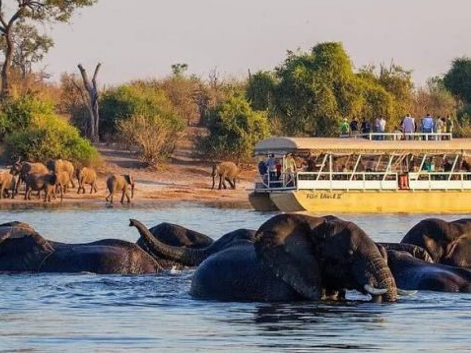 Chobe National Park Day Safari gallery image 5