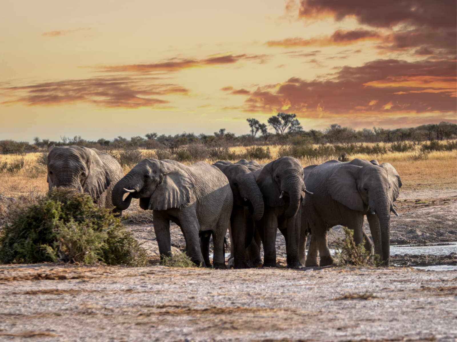 Hwange National Park Day Safari