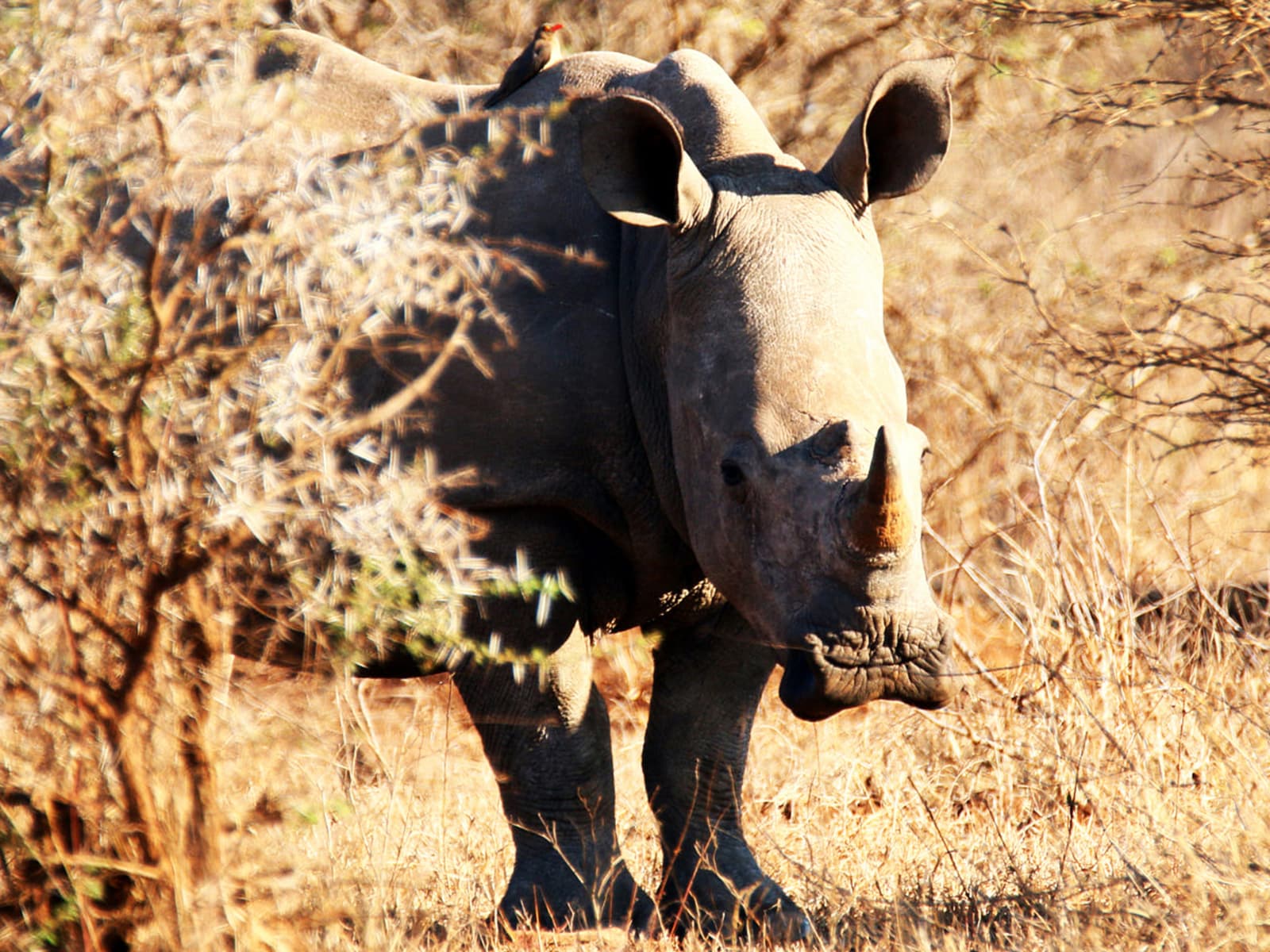 Hwange National Park Day Safari gallery image 1
