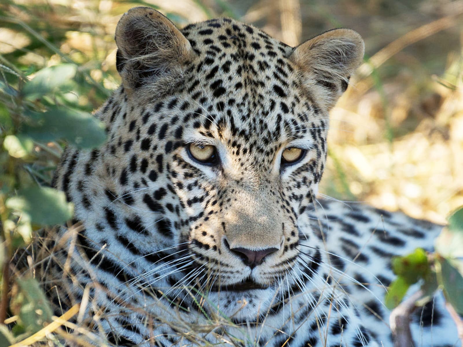 Hwange National Park Day Safari gallery image 2