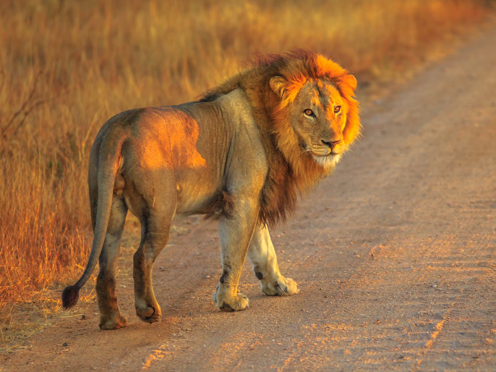 Hwange National Park Day Safari gallery image 4
