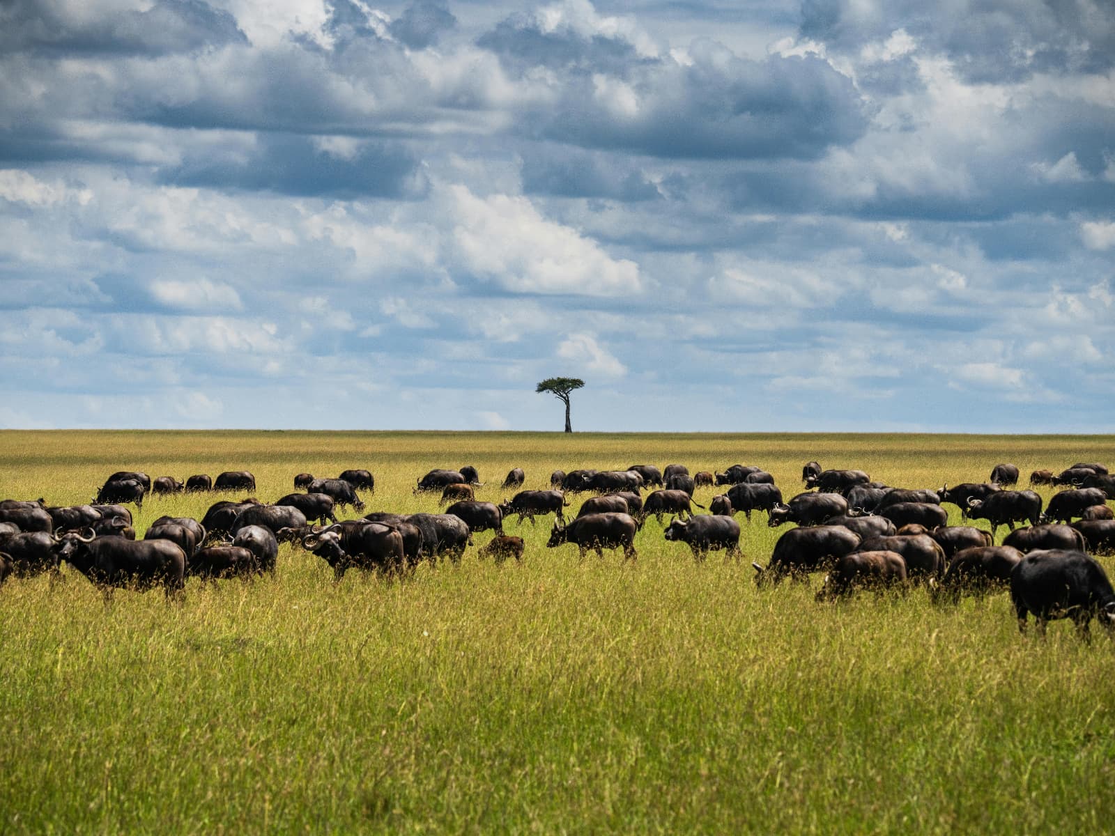 Hwange National Park Day Safari gallery image 5