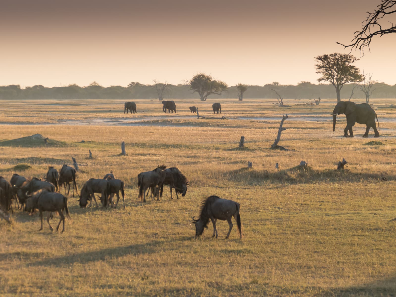 Hwange National Park Day Safari gallery image 6