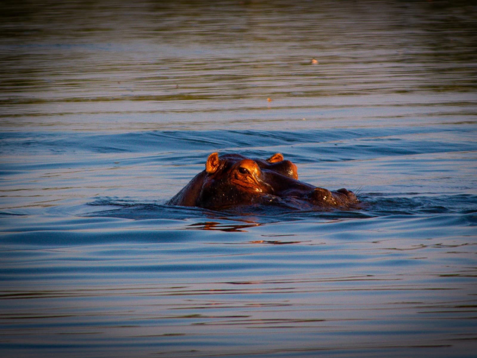 Zambezi River Boat Cruise gallery image 5